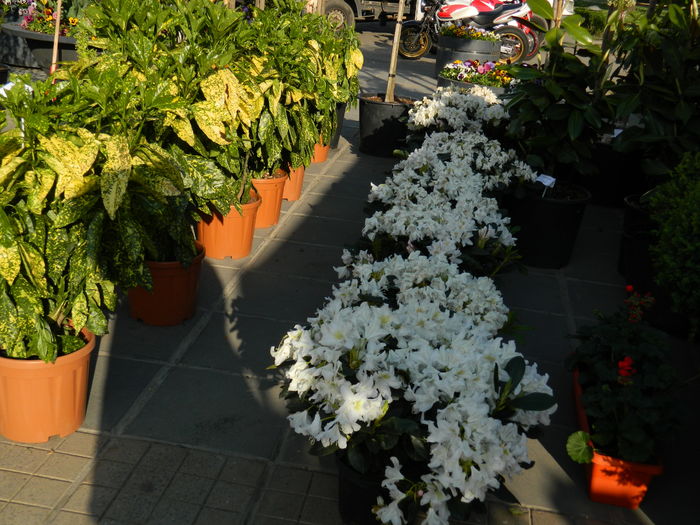 DSCN6322 - 2016 FESTIVALUL FLORILOR_TIMISOARA