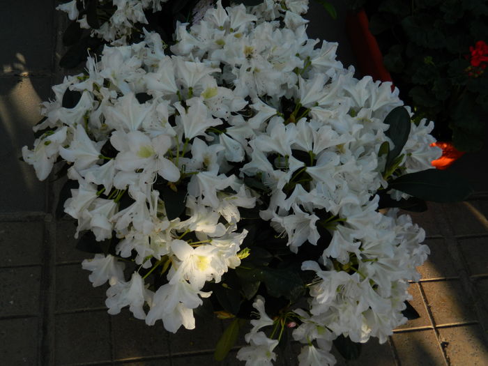 DSCN6323 - 2016 FESTIVALUL FLORILOR_TIMISOARA