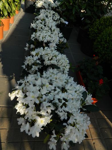 DSCN6324 - 2016 FESTIVALUL FLORILOR_TIMISOARA