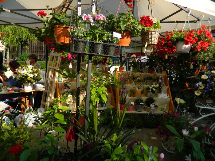DSCN6328 - 2016 FESTIVALUL FLORILOR_TIMISOARA