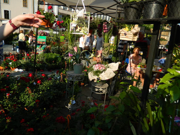 DSCN6330 - 2016 FESTIVALUL FLORILOR_TIMISOARA