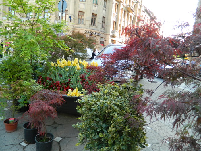 DSCN6343 - 2016 FESTIVALUL FLORILOR_TIMISOARA