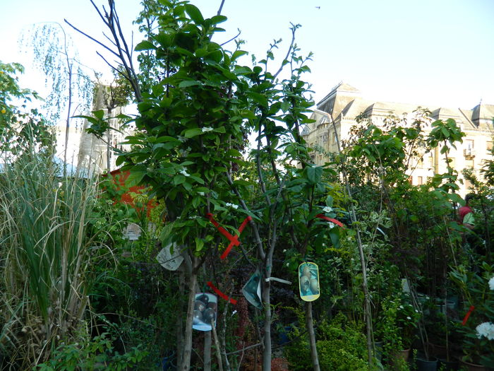 DSCN6344 - 2016 FESTIVALUL FLORILOR_TIMISOARA