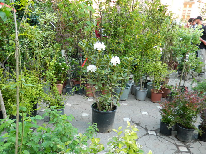 DSCN6345 - 2016 FESTIVALUL FLORILOR_TIMISOARA