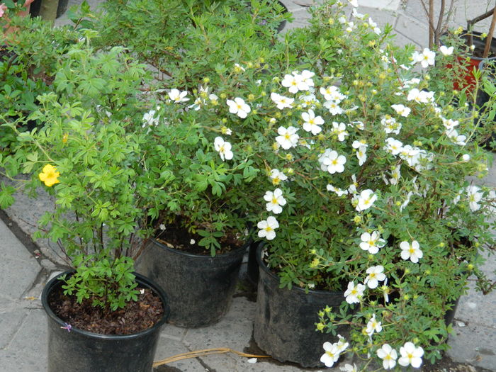 DSCN6346 - 2016 FESTIVALUL FLORILOR_TIMISOARA