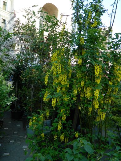 DSCN6347 - 2016 FESTIVALUL FLORILOR_TIMISOARA