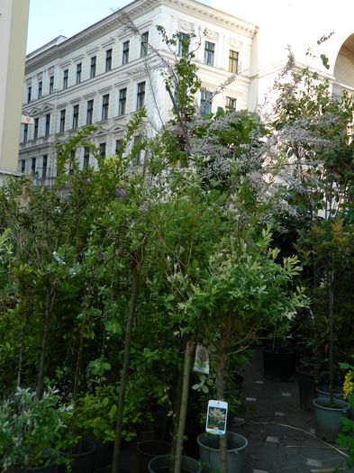 DSCN6348 - 2016 FESTIVALUL FLORILOR_TIMISOARA