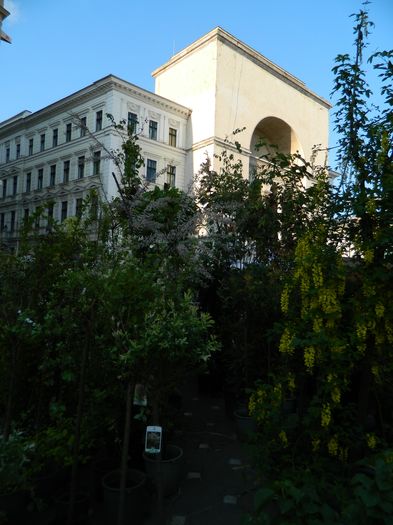 DSCN6349 - 2016 FESTIVALUL FLORILOR_TIMISOARA