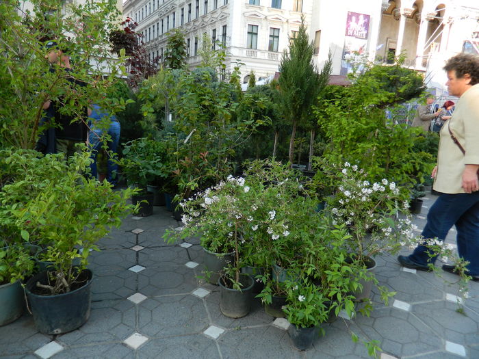 DSCN6352 - 2016 FESTIVALUL FLORILOR_TIMISOARA