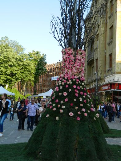 DSCN6360 - 2016 FESTIVALUL FLORILOR_TIMISOARA