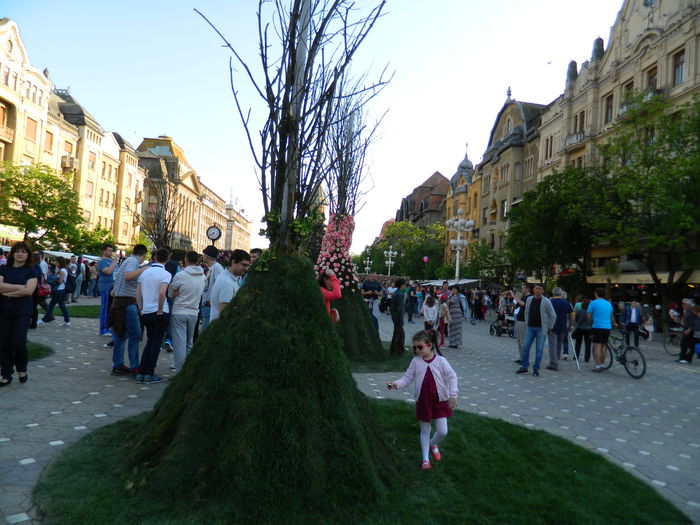 DSCN6361 - 2016 FESTIVALUL FLORILOR_TIMISOARA