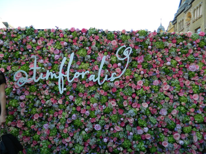 DSCN6364 - 2016 FESTIVALUL FLORILOR_TIMISOARA