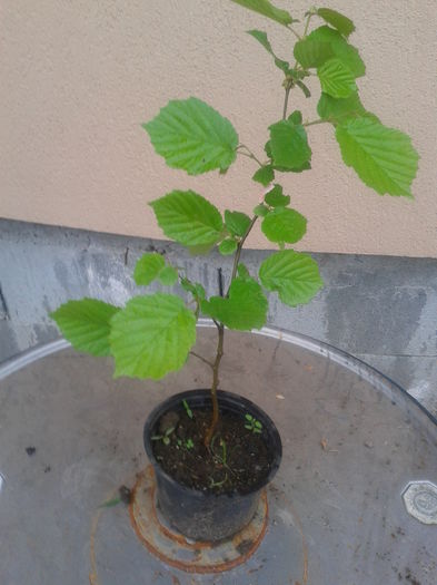 al.lambert alb an1=12lei - 0 0 Arbusti fructiferi 2017-2018