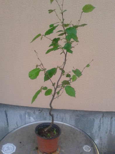 al.lambert alb an2=18lei - 0 0 Arbusti fructiferi 2017-2018