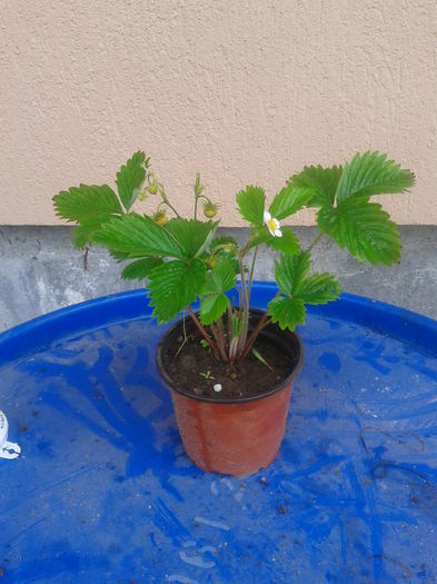 fragi de cultura 5lei/ghiveci - 0 0 Arbusti fructiferi 2017-2018