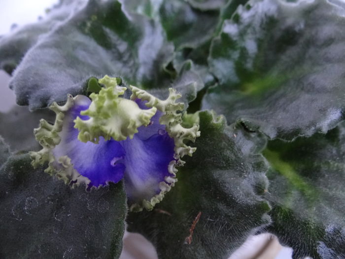 Optimara Ever Precious - Violete Africane