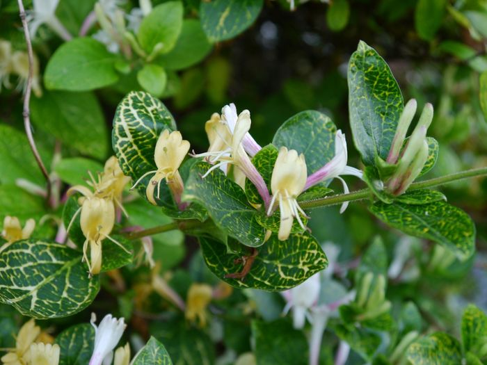 lonicera japonica variegata - Noutati 2016