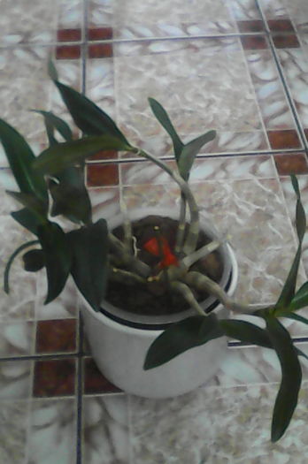 berry oda alb - florile mele dragi