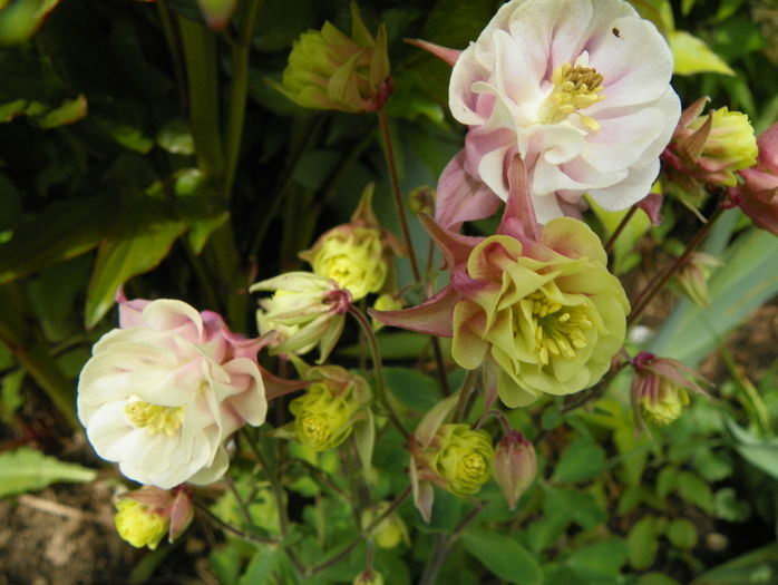 Winky Double Rose & White - Aquilegia 2016