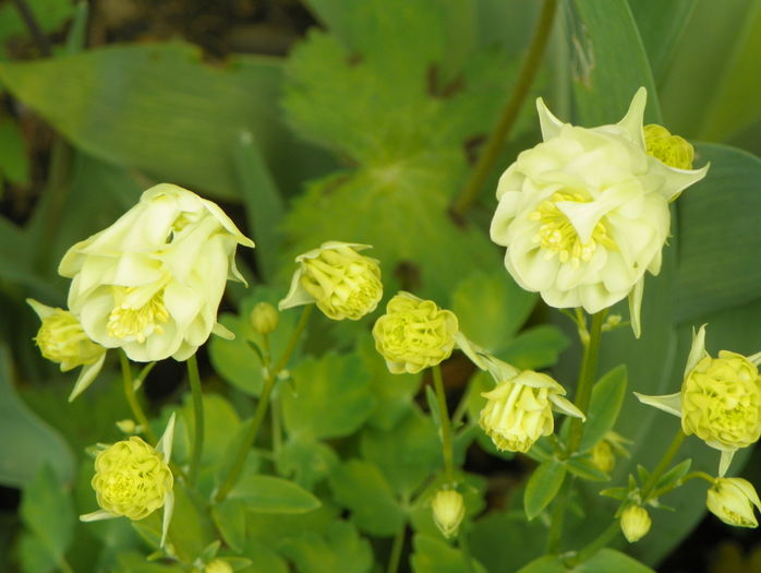 Winky Double White & White - Aquilegia 2016