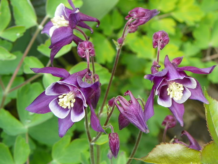 Winky Purple and White - Aquilegia 2016