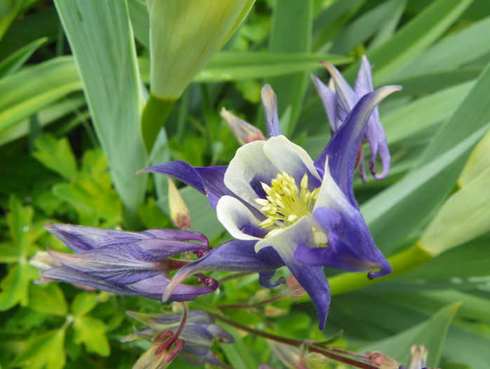 Winky Blue and White - Aquilegia 2016