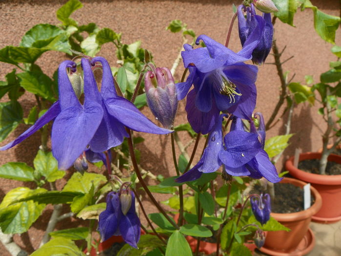 aquilegia vulgaris - Aquilegia 2016