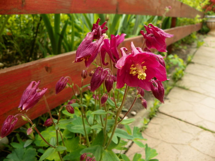 Winky Rose & Rose - Aquilegia 2016