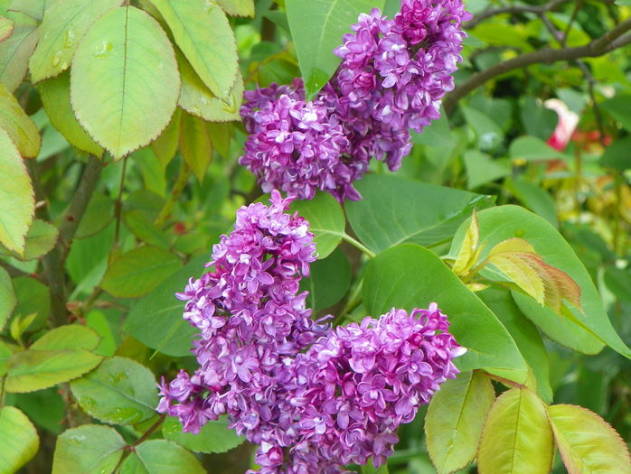 liliac Charles Joly