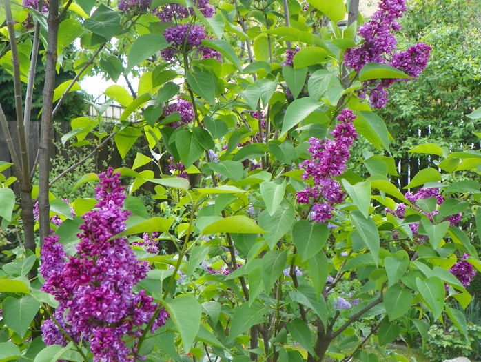 liliac Charles Joly