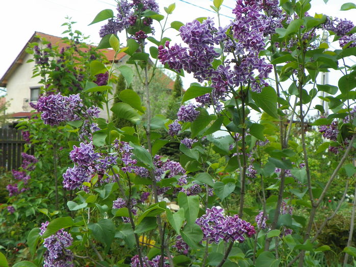liliac Sensation