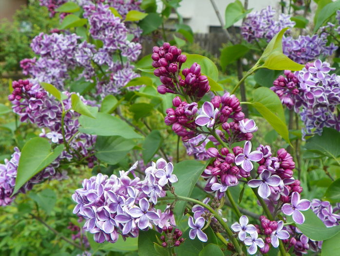 liliac Sensation