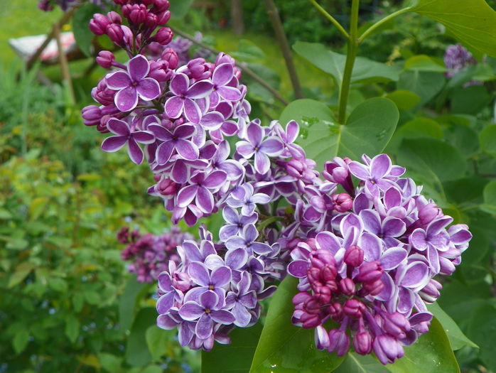 liliac Sensation