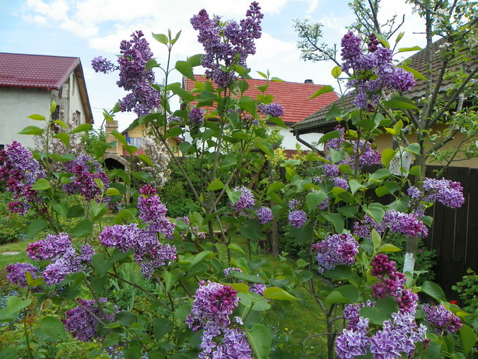 liliac Sensation