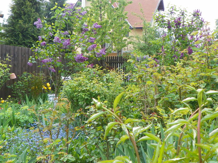 24 apr (7) - Gradina 2016