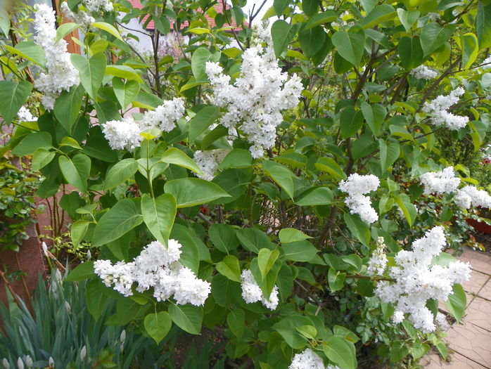 liliac alb batut