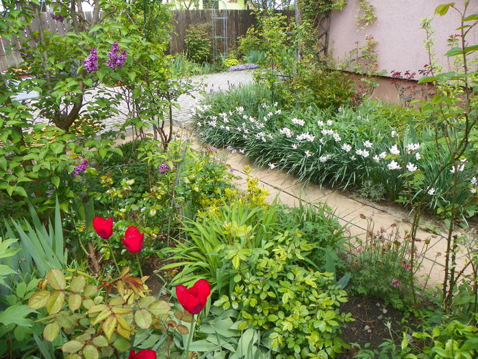 24 apr (50) - Gradina 2016