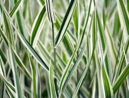 1 - Phalaris arundinacea Picta-Iarba decorativa-Decorative grass