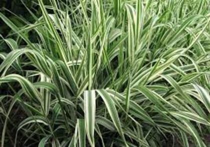 2 - Phalaris arundinacea Picta-Iarba decorativa-Decorative grass