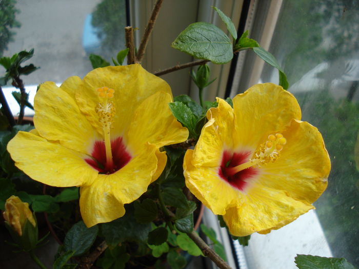 DSC05149 - HIBISCUS 2016