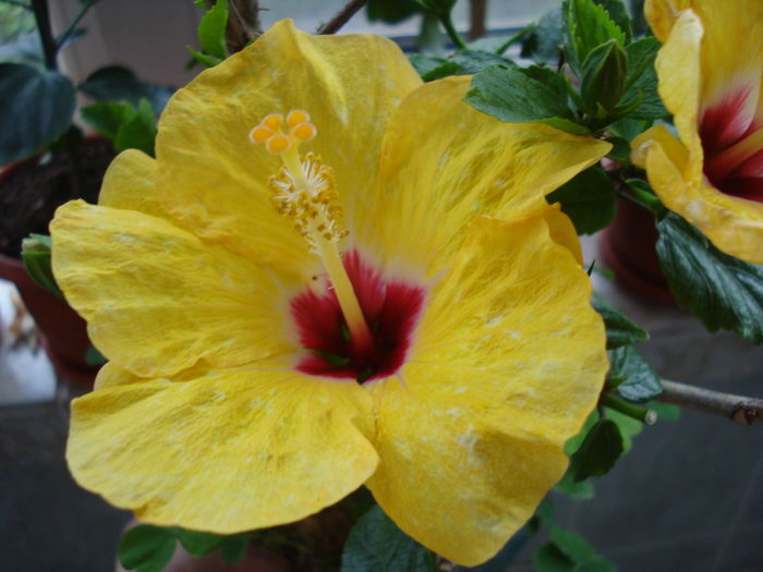 DSC05153 - HIBISCUS 2016