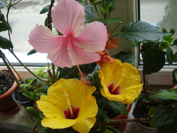 DSC05152 - FLORI 2016