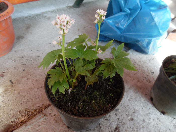 Tiarella