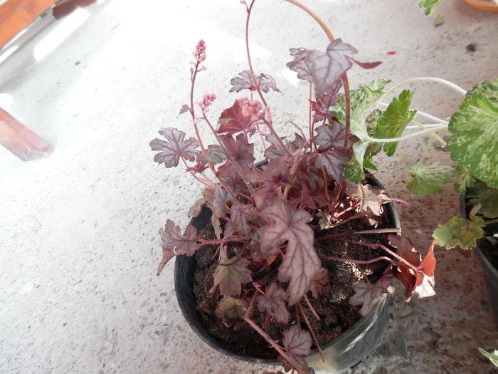 heuchera infinity - 00 Achizitii 2016