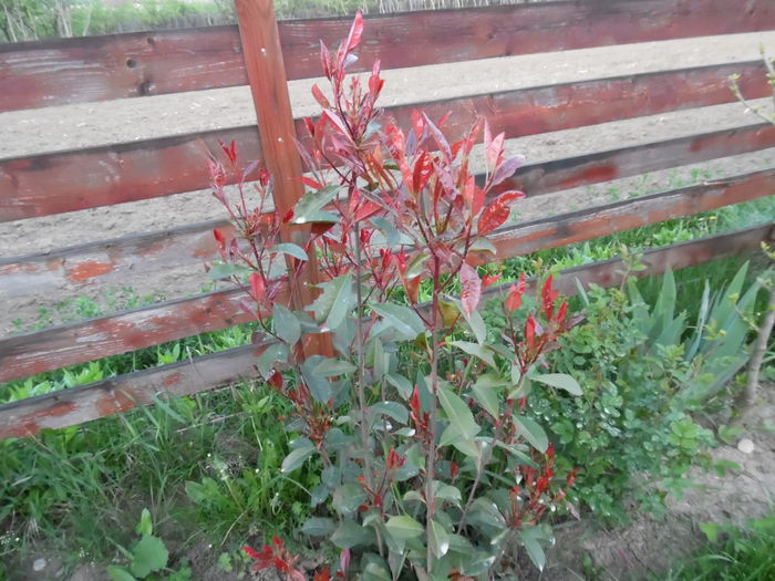 Photinia