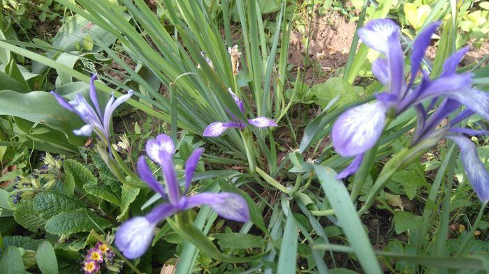 iris versicolor - irisi 2016