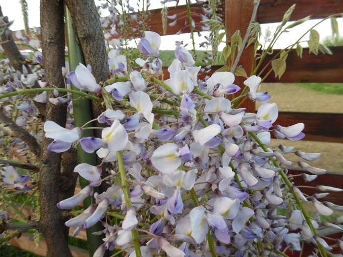 163 - x Arbusti si liane 2016