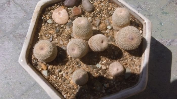 Grup de 5 Epithelantha; contine epithelantha bicephala, tricephala, micromeris si pachyrhiza
