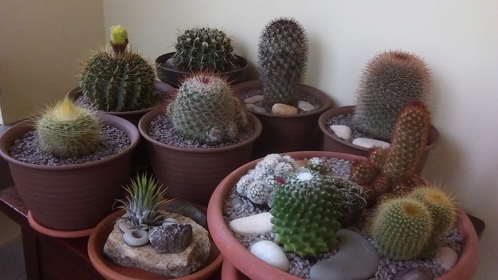 Grup de cactusi - Cactusi 2016