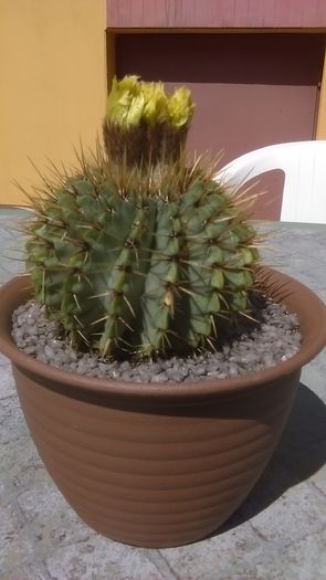 Notocactus buiningii - Cactusi 2016